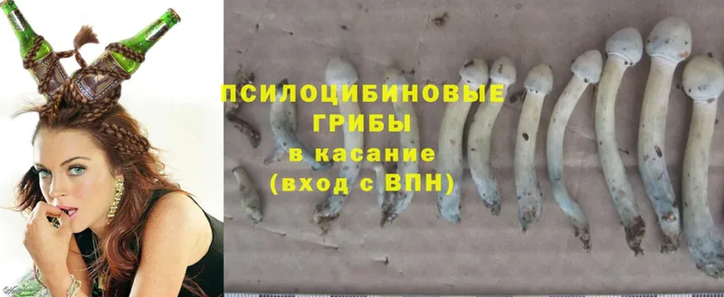 закладка  Тюкалинск  Галлюциногенные грибы Psilocybe 